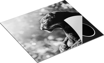 Chefcare Inductie Beschermer Zwarte Panter vanaf de Zijkant - Zwart Wit - 60x50 cm - Afdekplaat Inductie - Kookplaat Beschermer - Inductie Mat