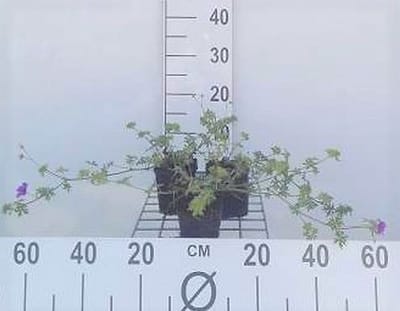 6x Ooievaarsbek - Geranium hybr. 'Dilys' | 9x9 cm pot
