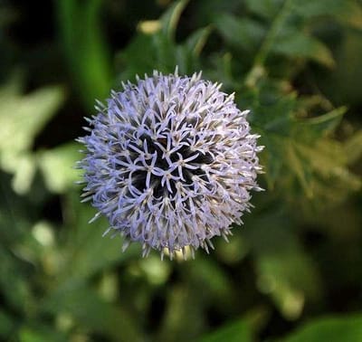 6 x Echinops Ritro 'Veitch's Blue' - Kogeldistel pot 9x9cm - Blauwe bloemen, bolvormige bloeiwijze