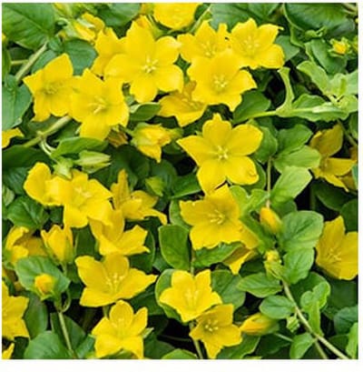 Moerings Lysimachia Nummularia | Penningkruid | In 18CM Mand Kant en Klaar