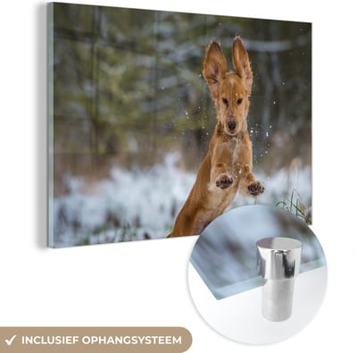 ® Glasschilderij 180x120 cm - Schilderij acrylglas - Een Engelse cockerspaniël speelt met de sneeuw - Foto op glas - Muurdecoratie woonkamer - Wanddecoratie slaapkamer - Schilderijen