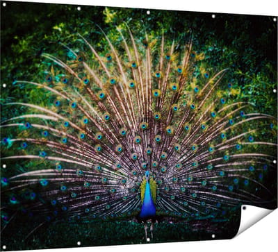 Gards Tuinposter Pauw met Kleurrijke Veren - Kleur - 160x120 cm - Tuindoek - Tuindecoratie - Wanddecoratie buiten - Tuinschilderij