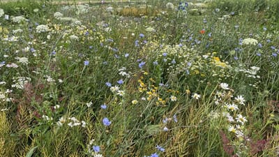 Stroomdalflora - Veldbloemenmengsel meerjarig - 100gr. - Advanta