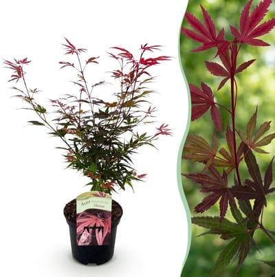 Green boutiQ - Terrasplant - Japanse Esdoorn - Acer palmatum Shaina - Rood - 1 Plant - Bladverliezend - Pot 19cm Hoogte 70cm