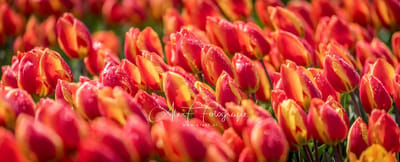 Foto op Canvas, Tulpen met ochtenddauw Panorama (120x50cm)