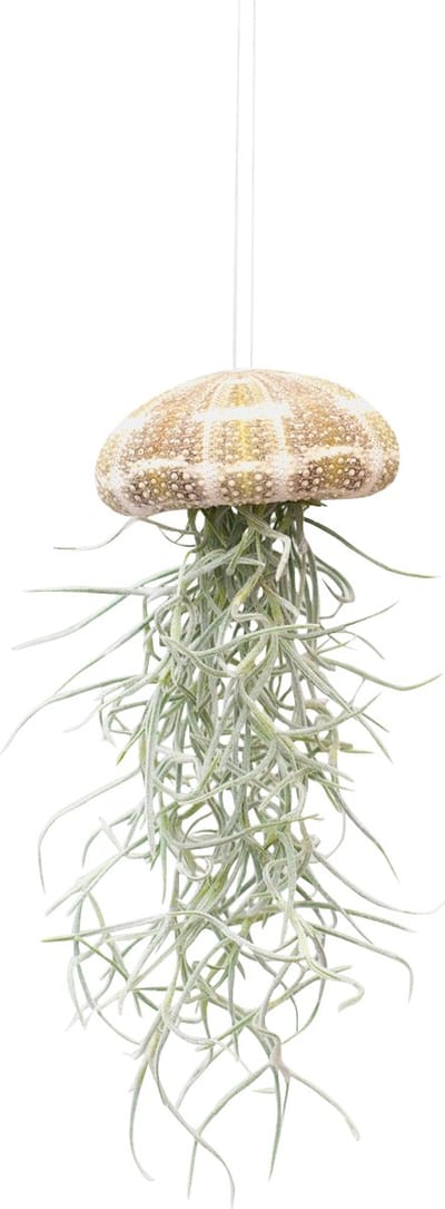 PLNTS - Baby Tillandsia Usneoides Large (Luchtplantje) - Kamerplant - Stekplantje - Hoogte 15 cm