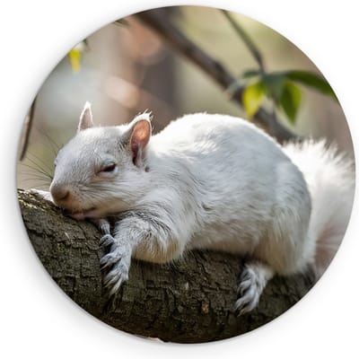 Saammp Muurcirkel Hout - Witte Eekhoorn - Natuur - Dieren - Ø 90 - Wandcirkel - Wanddecoratie Cirkel - Muurdecoratie Woonkamer - Slaapkamer decoratie - Rond Schilderij