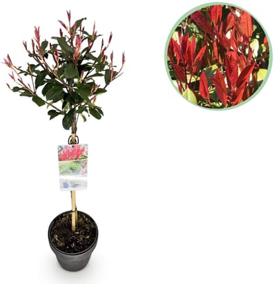 Green boutiQ - Plant op Stam - Photinia fraseri Carre Rouge - Terras Plant - Bladhoudend - Winterhard - Groen-Rood Blad - Pot 19cm Hoogte 90cm