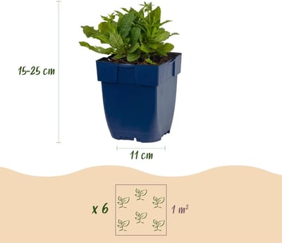 Green boutiQ - Vasteplant - Salvia nem. Schneehügel - Salie - Bijen en Vlinderlokkers - Wit - 24 Planten - Pot 11cm - Hoogte 15-25cm