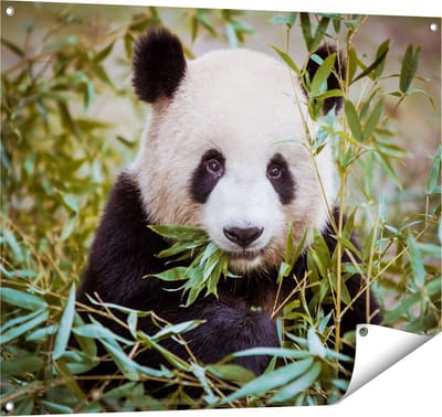 Gards Tuinposter Panda Eet Planten - 100x80 cm - Tuindoek - Tuindecoratie - Wanddecoratie buiten - Tuinschilderij
