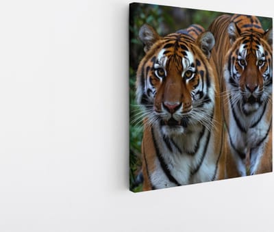 Saammp Canvas Schilderij - Tijgers tussen de Planten - Natuur - Dieren - 20x20 - Foto op canvas - Wanddecoratie - muurdecoratie Woonkamer - Slaapkamer decoratie - Canvas Print