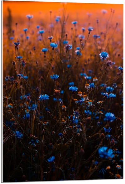 Acrylglas - Blauwe Bloemetjesstruik - 60x90cm Foto op Acrylglas (Wanddecoratie op Acrylglas)
