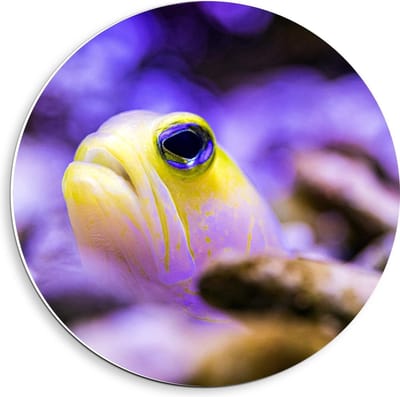 Forex Wandcirkel - Gele Vis met Paarse Achtergrond - 40x40cm Foto op Wandcirkel (met ophangsysteem)