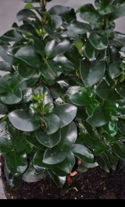 Ligustrum jap. 'Rotundifolium' - Ligustrum 20- 25 cm in pot