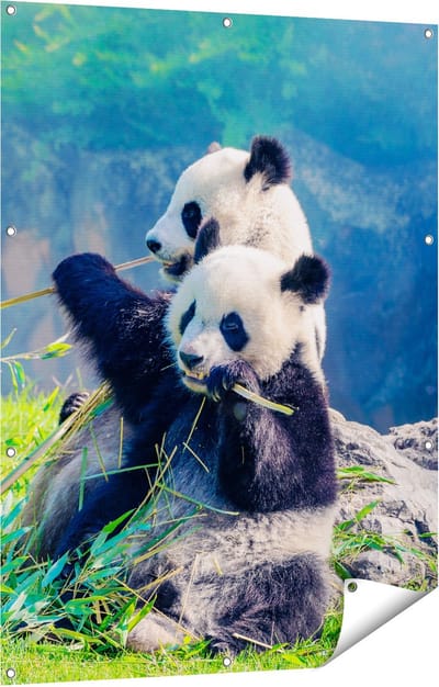 Gards Tuinposter Twee Panda's Eten Bamboe Riet - 90x120 cm - Tuindoek - Tuindecoratie - Wanddecoratie buiten - Tuinschilderij