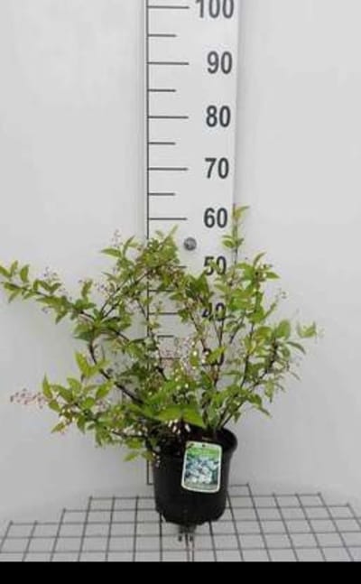 2 x Deutzia ros. 'Campanulata' - Bruidsbloem 40- 60 cm in pot