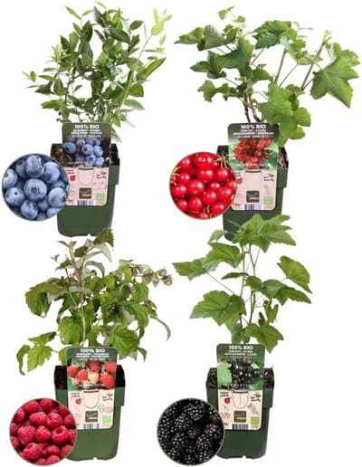 Set van 4 Biologische Fruitplanten: Framboos, Bes, Bosbes en Braam voor in de Tuin