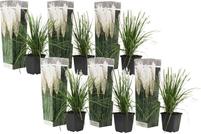 Plant in a Box -Cortaderia selloana - Set van 6 - Witte Pampas siergrassen - Pot 9cm - Hoogte 25-40cm