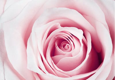 Fotobehangkoning - Behang - Vliesbehang - Fotobehang Roos - Rose maze - 150 x 105 cm