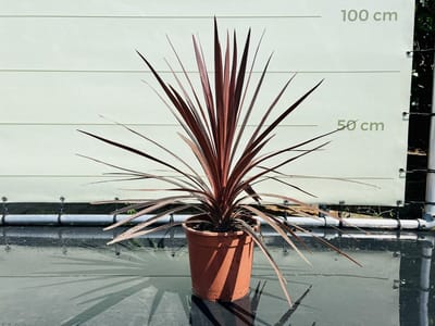 Tropictrees - Palmboom - Cordyline Australis 75cm - Red Star - Winterharde planten - Ideaale plant voor in de tuin in bloempot, balkon of serre