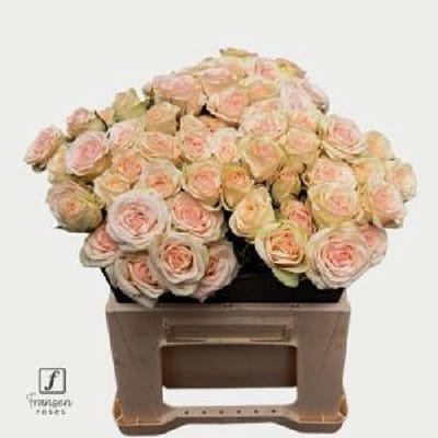 10x Rosa pinky promise 40cm