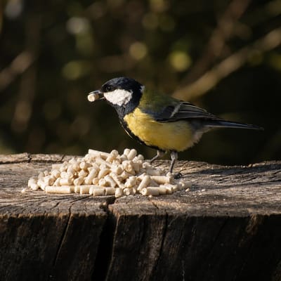 Aniculis - Voedzame vettraktatie met meelwormen (5 kg) | Premium vetkorrels voor wilde vogels | Tuinvogelvoer met gedroogde meelwormen | Geschikt voor gebruik gedurende alle seizoenen