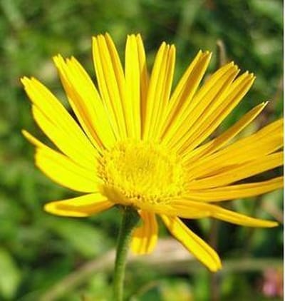 6 x Buphthalmum Salicifolium - Koeienoog Pot 9x9 cm - Zonnegele Bloemen
