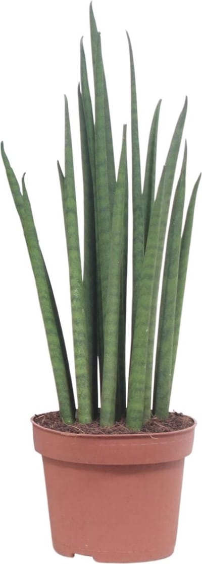 Plantenboetiek.nl | Sansevieria Mikado - Ø12cm - 30-40cm hoog - Kamerplant - Groenblijvend - Cactus & Vetplanten