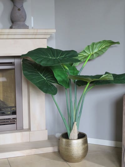 Alocasia in pot ( Olifantsoor) - Goudkleurige pot