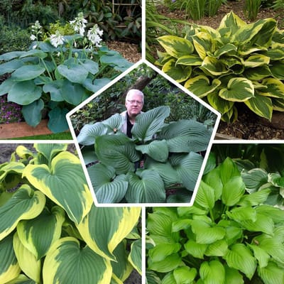 Hosta - Buitenplant - Funky Mix - Tuinplant - 5 stuks - Meerkleurig - Tuin Plant voor Buiten