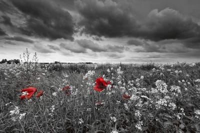 Fotobehang - Poppies Black 375x250cm - Vliesbehang