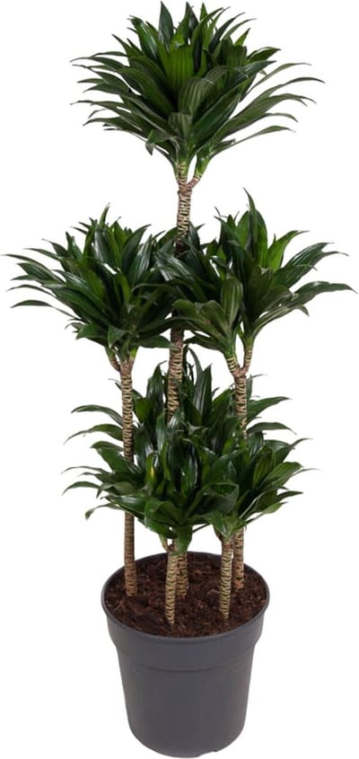 Plantenboetiek.nl | Dracaena Compacta Vertakt - Ø27cm - 90-100cm hoog - Kamerplant - Groenblijvend