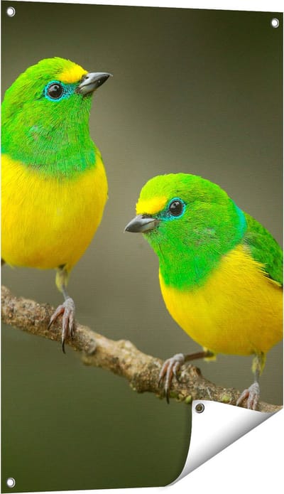 Gards Tuinposter Twee Groen Gele Zangvogels op een Tak - 60x90 cm - Tuindoek - Tuindecoratie - Wanddecoratie buiten - Tuinschilderij