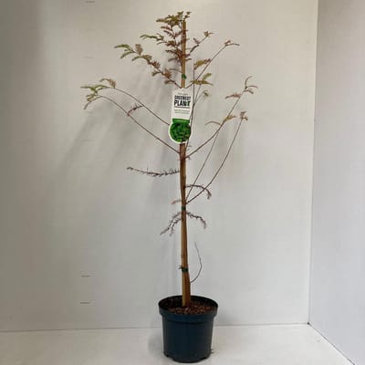 Taxodium distichum - Moerascipres | 80-100 cm pot