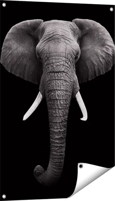 Gards Tuinposter Olifantenkop - Olifant - Zwart Wit - 60x90 cm - Tuindoek - Tuindecoratie - Wanddecoratie buiten - Tuinschilderij