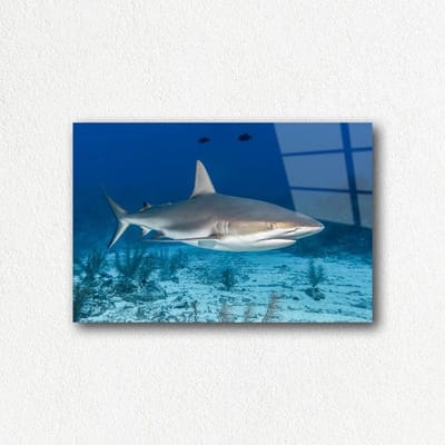 Indoorart - Glasschilderij rifhaai 60x40 CM - Afbeelding op plexiglas - Inclusief montagemateriaal