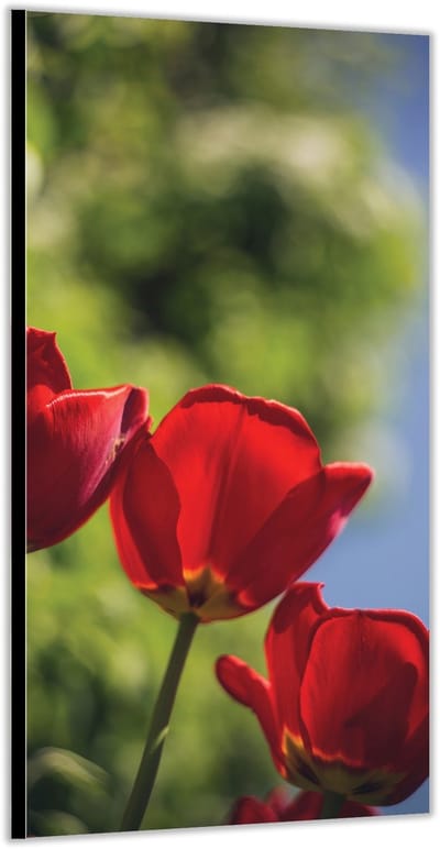 Dibond –Rode Bloemen– 100x200cm Foto op Aluminium (Met Ophangsysteem)