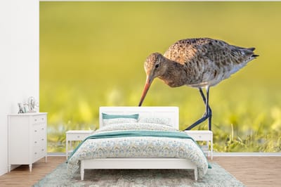 Behang - Fotobehang Vogels - Gras - Landschap - Grutto - Breedte 295 cm x hoogte 220 cm