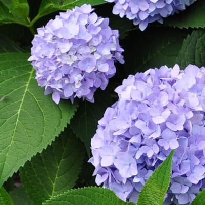 8 x Little Hortensia XS Paars - Boerenhortensia Winterhard - Hydrangea macrophylla 'Little Purple' in C2(liter) liter pot met hoogte 10-20cm