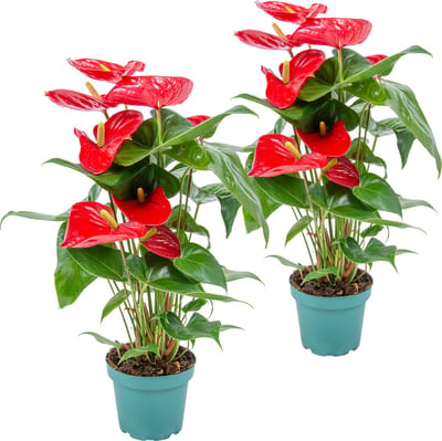 Bloomique - Set van 2 - Flamingoplant - Rood - Kamerplanten - Luchtzuiverend - Hoogte 30-40 cm - Pot 12 cm