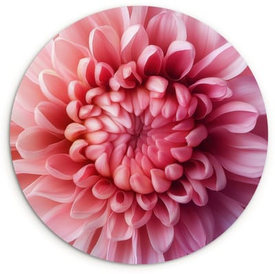 WallCircle® Wandcirkel 120x120 cm - Muurcirkel Dahlia - Bloem - Close up - Roze - Muurdecoratie woonkamer - Wanddecoratie slaapkamer - Kamer decoratie accessoires - Ronde schilderijen XXL