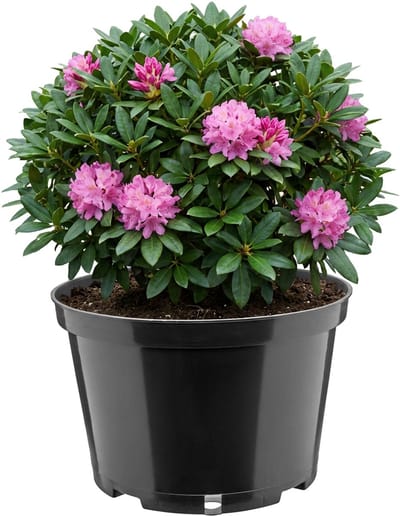 Garronda Ronde kunststof bloempot met drainagegaten voor tuin (Zwart, Ø24 x 15,5 cm (5L)) GD-KW-RL