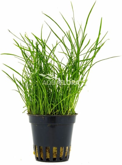 Aquaflora Pilularia Globulifera | Pilvaren | in 5 cm pot