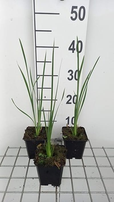 6x Dierama - Dierama pulcherrimum 'Album' | 9x9 cm pot