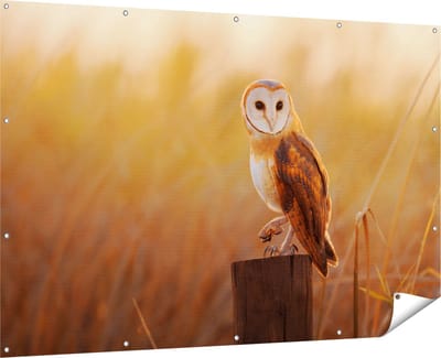 Gards Tuinposter Kerkuil op een Boomstronk - 180x120 cm - Tuindoek - Tuindecoratie - Wanddecoratie buiten - Tuinschilderij