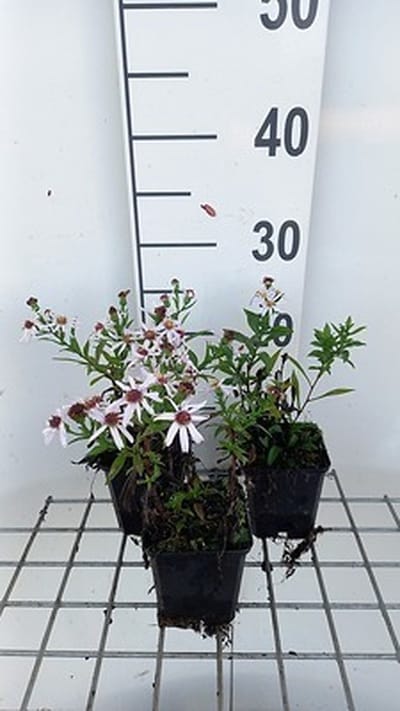 6x Aster - Aster dum. 'Snowsprite' | 9x9 cm pot