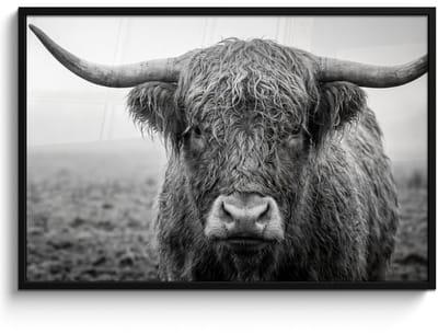 Poster in lijst - Fotolijst 120x80 cm - Posters - Schotse hooglander - Zwart - Wit - Gras - Posterlijst zwart - Decoratie - Wanddecoratie woonkamer - Muurdecoratie slaapkamer