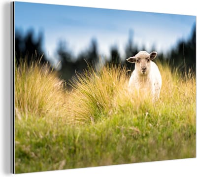 Aluminium schilderij 180x120 cm - Wanddecoratie metaal - Lammetje tussen het hoge gras - Metalen muurdecoratie woonkamer - Decoratie industrieel - Foto op dibond - Industriële accessoires slaapkamer