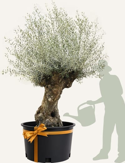 Evergreens - Olijfboom - Olea europaea - 'Bonsai' - 120/160 - Olea Europea - Olijfboom op stam in pot - Winterhard - Groenblijvend - Olijven - Voeding
