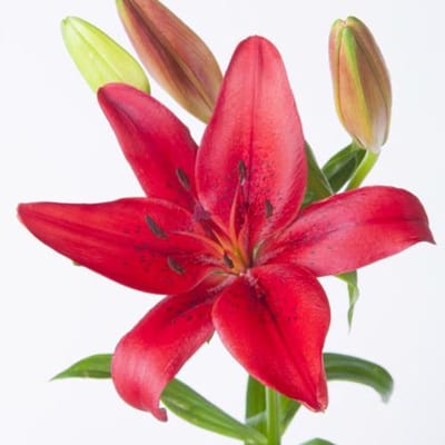 10x Lil.original love la 80cm
